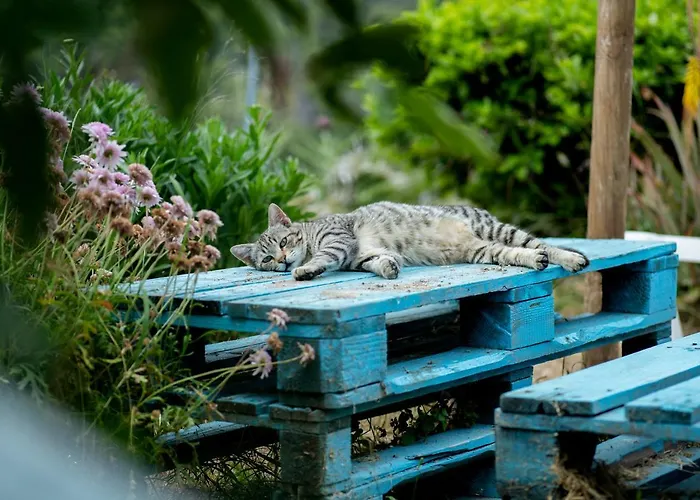 Appartement Soula's *